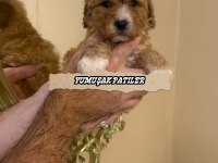Toy Poodle Dişi - Erkek