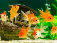 Renk Renk Japon Balıkları Fenomen Pet Shop