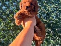 Dişi Red Brown toy poodle