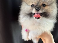Pomeranian Boo Dişi Tea Cup
