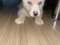 2,5 aylık gökyüzü mavisi oyuncu erkek husky