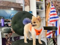 Pomeranian Boo dişi için uygun erkek aranıyor