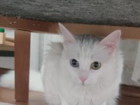 Kedimizi ücretsiz olarak sahiplendirme