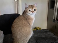 Şecereli british shorthair golden by11