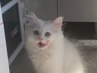 British longhair 4 aylık erkek