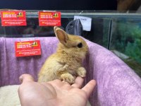 CÜCE NETHERLAND DWARF TAVŞAN YAVRULARIMIZ