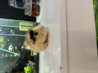 GİNEPİG YAVRUSU CİTYPETSHOP