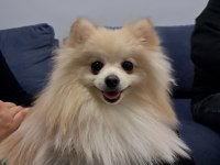 Sevgi Bağımlısı 10 Aylık Pomeranian Boo