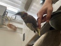 Mart 8 i doğumlu sultan papağanı
