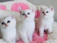 Maviş ns1133 british shorthair bebeklerim 