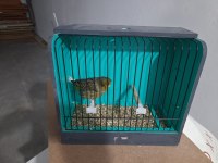 TEK ERKEK GLOSTER KANARYALAR