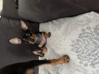 Pinscher bebekler