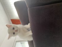 2 aylık british longhair erkek