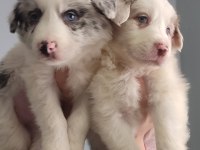 Çok iyi border collie yavruları İstanbul