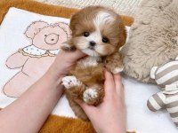 SEVGI DOLUSU MALTIPOO BEBISLERIMIZ