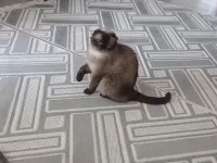 Ücretsiz 3 yaşında dişi scottish fold