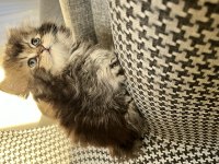 British longhair özel renk