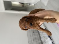 20 günlük ev doğumlu poodle