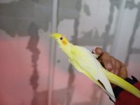 Sultan Papağanları Yavrular Takımlar Damızlıklar