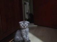 Erkek yavru scottish fold kedimiz
