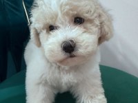 0 Boy Köpeklerimiz Yeni Ailelerine Gitmeye Hazır