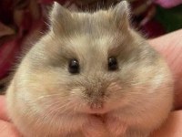 Hamster Gonzales Yavrular Heryere Gönderim