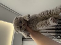 Özel ırk scottish fold