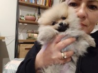 Sevimli pomeranian bebeğim