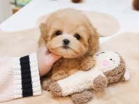 EN ÖZEL KORE GEN MALTİPOO BEBEKLERİMİZ