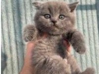 Safkan British Shorthair