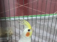 Sağlıklı Erkek Sultan Papağanı Yavrusu