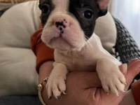 SAFKAN ERKEK FRENCH BULLDOG