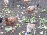 SAFKAN IRK HOROZ TAVUKLARI