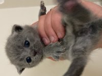Muhteşem British shorthair yavrularımız