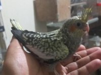 ISIRMA HUYLARI OLMAYAN BEBEK SULTAN PAPAĞANI YAVRULAR