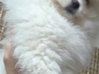 Pomeranian boo sevimli bebekler