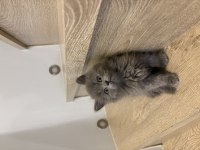 GRİ BRITISH LONGHAIR YAVRULARIM 