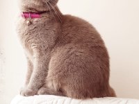 8 Aylık british shorthair dişi tuvalet eğitimi vardır
