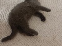 Erkek British Shorthair