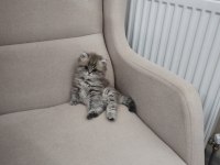 British longhair yavrularım sahiplerini bekliyor