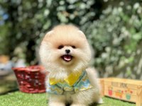 Pomeranian Boo Ultra Mini Ayi Surat Yavrular