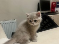 2 aylık british shorthair