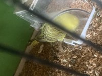 2 adet erkek jumbo 45 ve 35 günlük renk güzelleri kuşlar