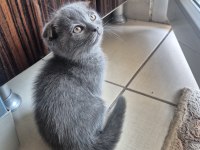 Scottish fold yavrumuz