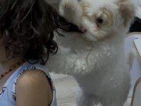 toy poodle dişi