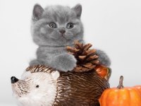 British Shorthair 2,5 Aylık Kedisi