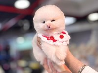 Yurt dışı giriş Konya içi elden teslim pomeranian yavrular