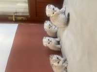 Scottish Fold Yavruları