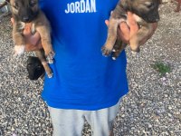 Süper malinois yavrularımız anne baba şampiyon