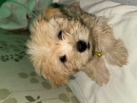 EN UYGUN MALTİPOO